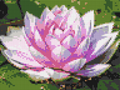 Water Lily - Brick Art Mosaic Kit
